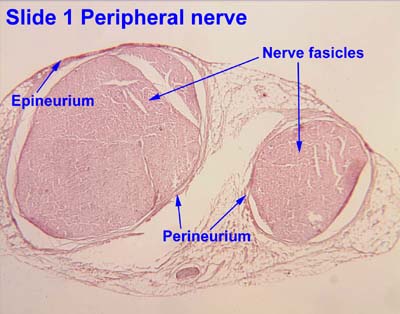 Peripheral Nerve Histology Cross Section